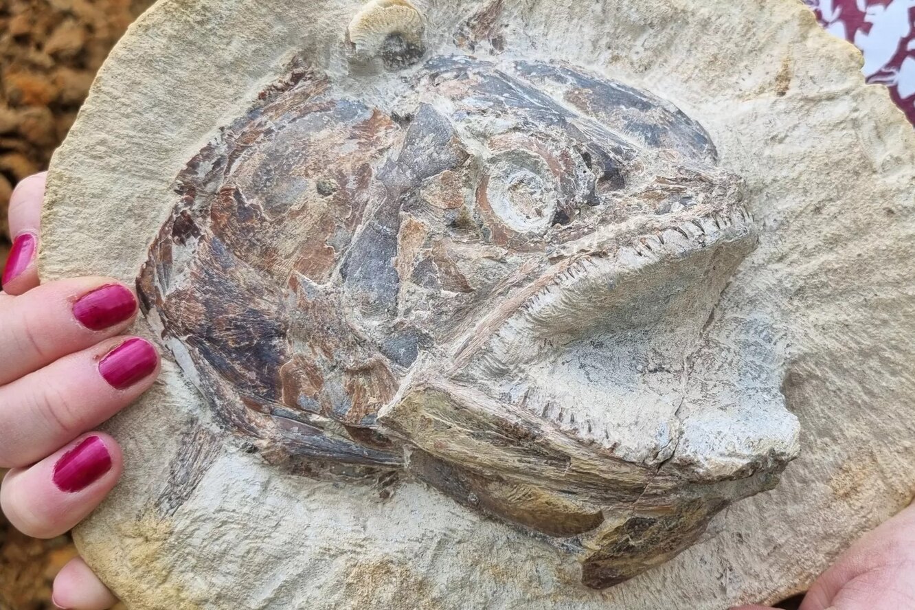 Поразительные окаменелости рыб Юрского периода нашли в Великобритании: они идеально сохранились