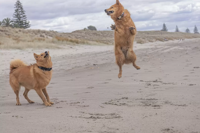 Эта собака так любит пляж, что каждый раз начинает безумно прыгать. Только посмотрите!