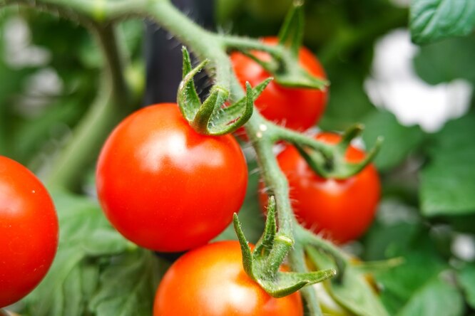 Как высаживать помидоры в открытый грунт: подготовка рассады к дачному сезону