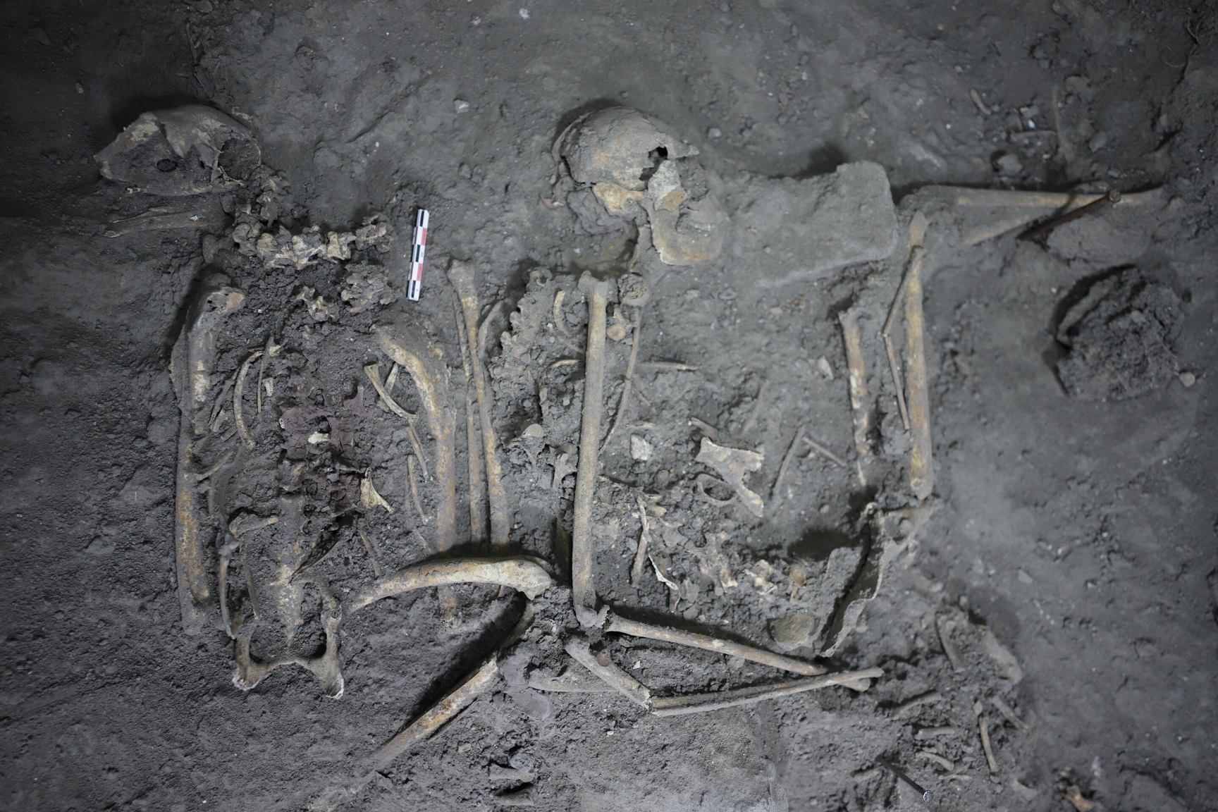 Археологи обнаружили останки 1700-летней обезьяны, принесенной правителями майя в дар правителям Теотиуакана