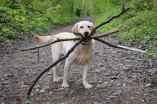 Ошиблись с размером: 10 собак, которые нашли себе слишком большие игрушки