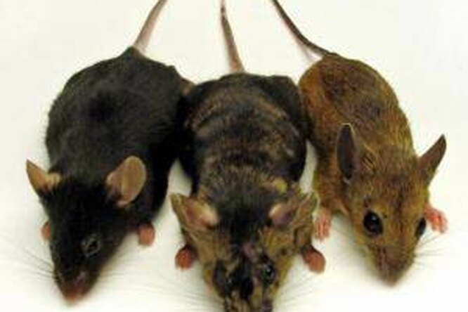 Смешение видов: Мыши-химеры