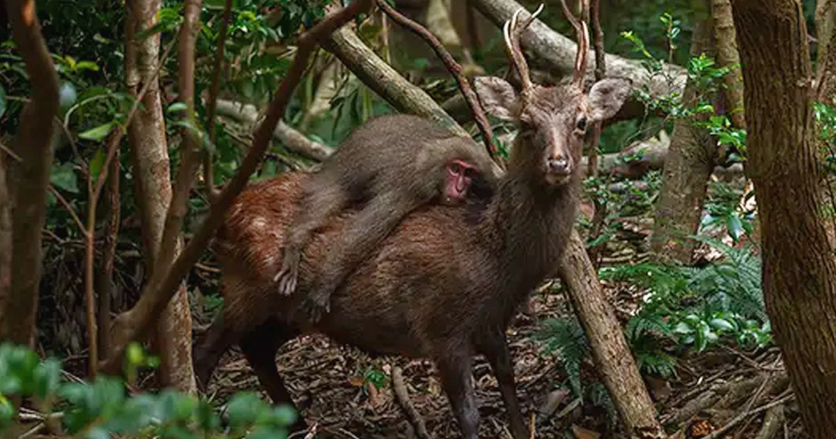 В Японии макака прокатилась верхом на олене: удивительный и трогательный снимок