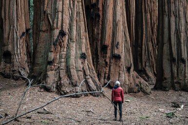 Деревья, способные дожить до 2 000 лет: рекордсмены среди растений