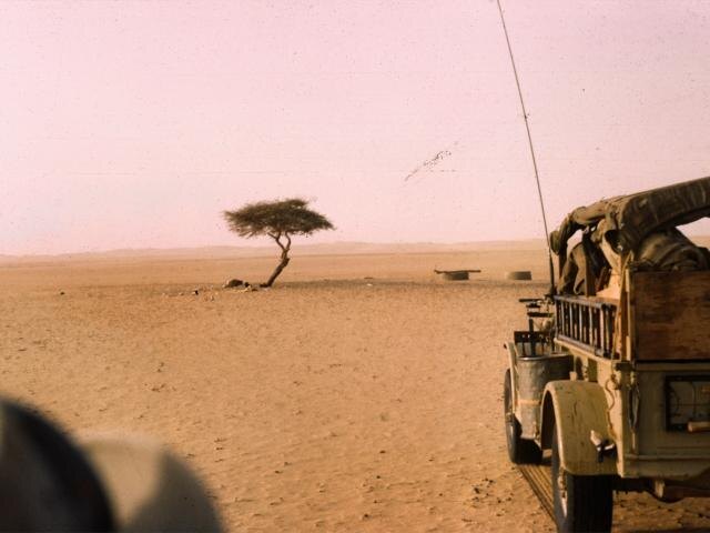 Дерево Тенере, акация из пустыни Тенере на границе Сахары, долгое время носило титул самого одинокого дерева в мире. Вокруг него на расстоянии 400 километров не росло ни единого другого дерева, а само оно считалось последним из когда-то цветущего леса. Увы, в 1973 году акацию сбил пьяный водитель. Остатки дерева перенесли в Национальный музей Нигера, а на его месте поставили памятник.