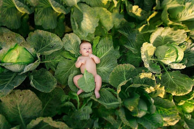 Почему про детей говорят «в капусте нашли»: раскрываем главную овощную тайну Руси