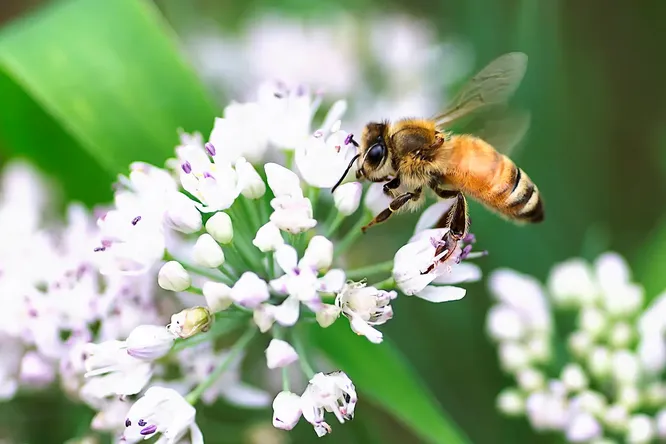 Почему пчелы жужжат: детский вопрос, ответ на который знают единицы