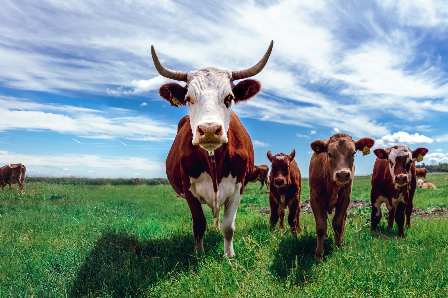 Навоза от 5 коров хватит, чтобы совершить кругосветное путешествие. Не верите