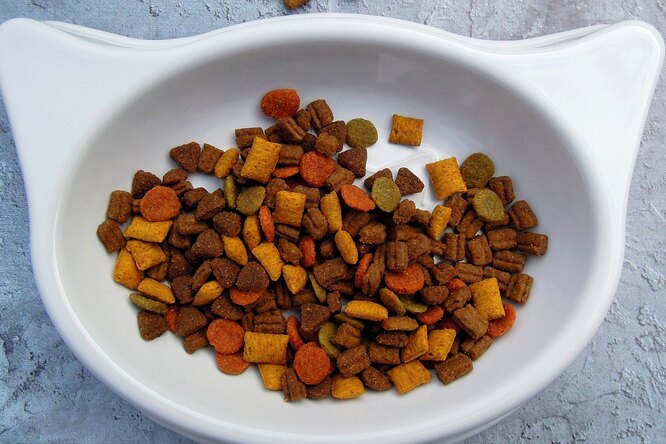 Что случится, если человек будет питаться кормом для кошек или собак