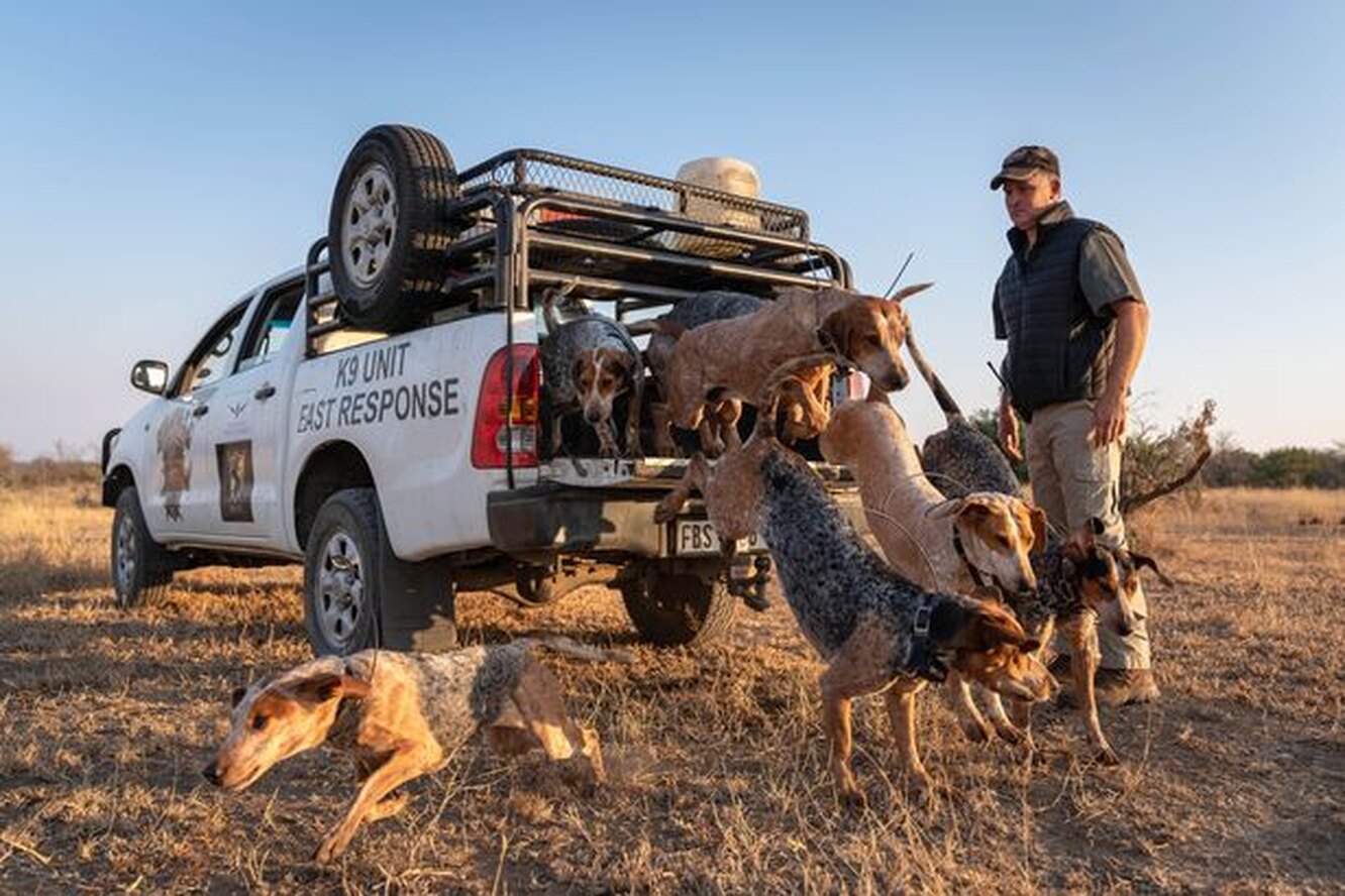 В ЮАР с браконьерами начали бороться собаки! Они уже спасли десятки носорогов