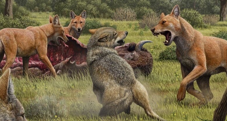 Куда исчезли ужасные волки: древние хищники, пропавшие при загадочных обстоятельствах