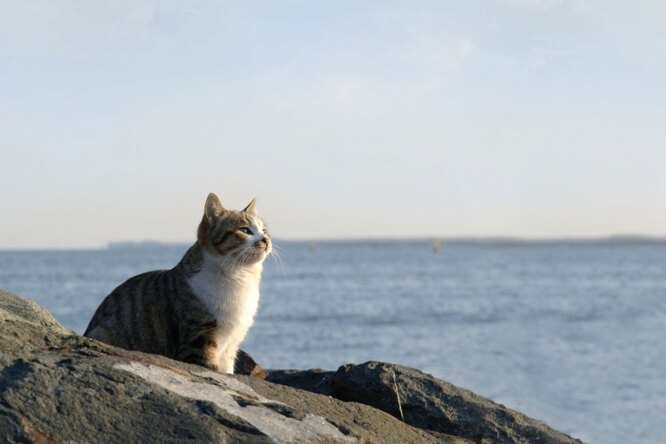 Древние коты путешествовали с викингами