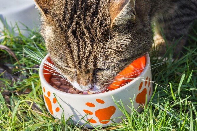Корм есть, но дно видно: почему кошки отказываются есть из полупустой миски