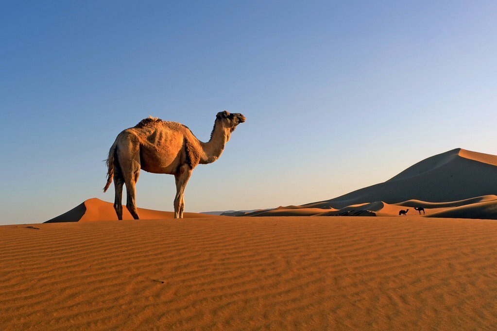 Лайфхаки от верблюдов и других животных: как выжить в пустыне
