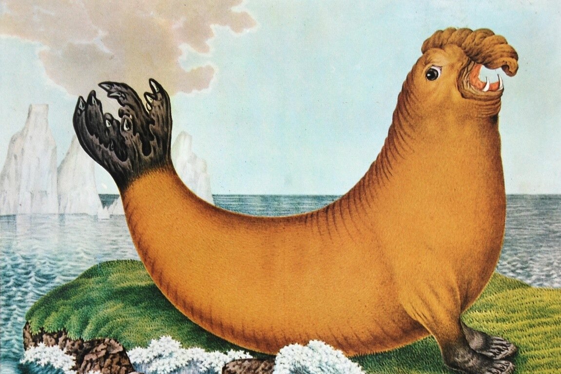 Самые забавные иллюстрации: как европейские ученые прошлых веков представляли себе животных из дальних стран