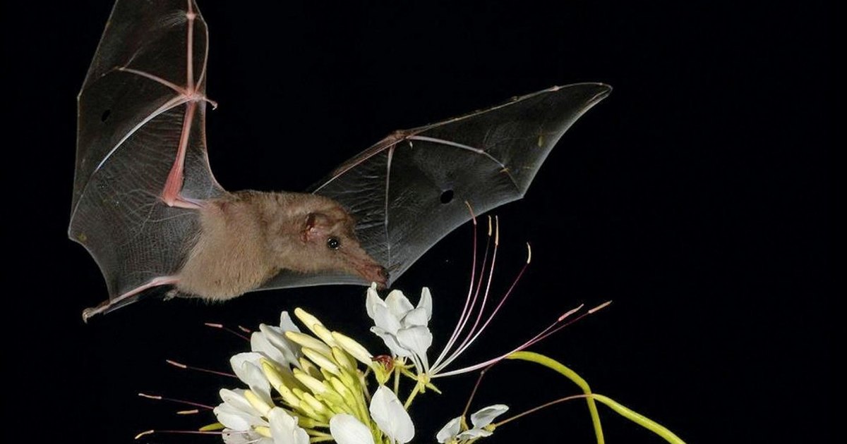 Не только вампиры: 10 самых странных и необычных летучих мышей