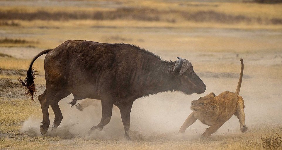 охота буйволов на льва