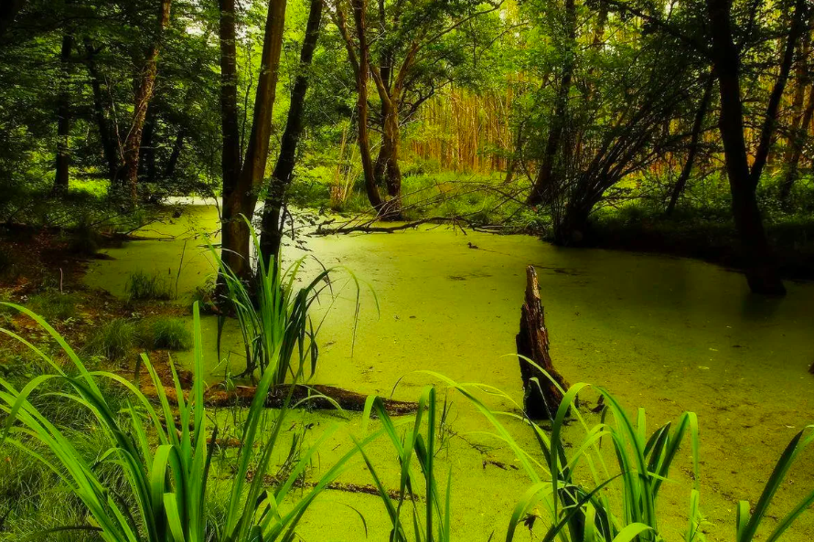 Было озеро стало болото: как заболачиваются водоемы