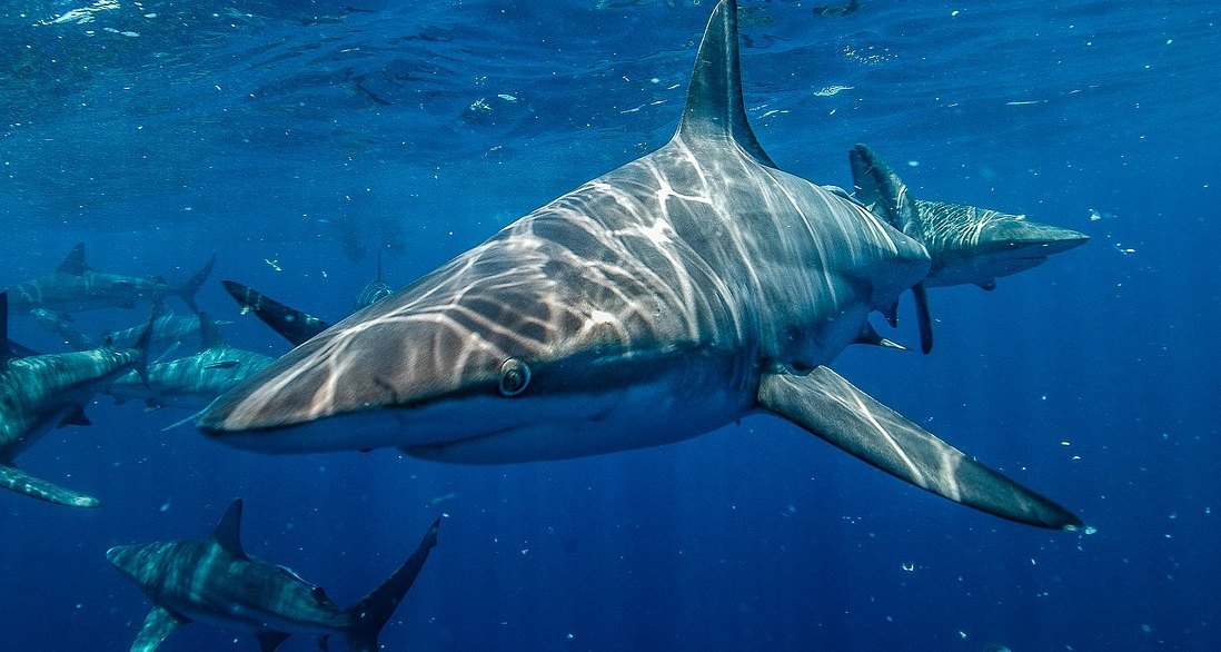 Как австралийцы оставляют белых акул без еды, и вот чем это грозит