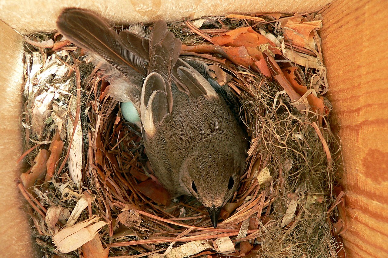 Поразительное открытие: самки некоторых птиц изменяют своим партнерам, чтобы обезопасить себя и птенцов от хищников