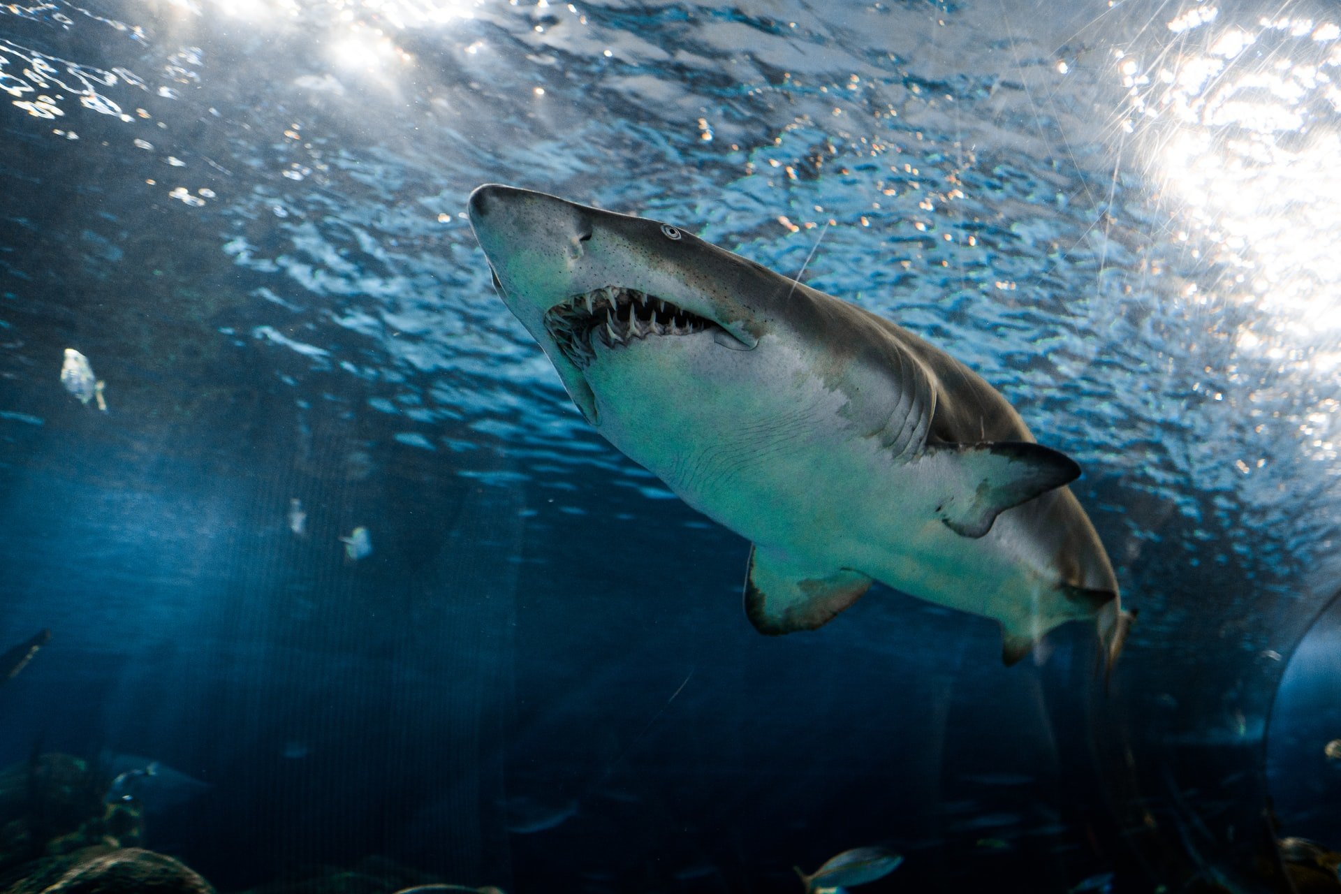 Сколько на самом деле зубов у акулы Удивительный факт