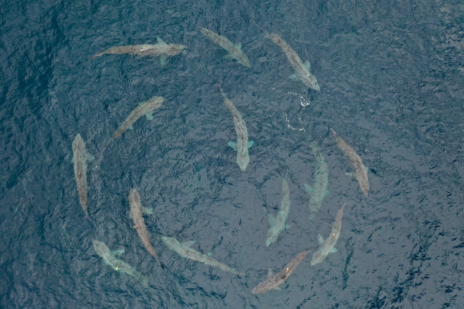 Гигантские акулы водят под водой хороводы это аналог коллективных быстрых свиданий