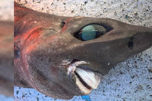На берег Австралии выбросило неизвестную науке акулу с жуткой, почти человеческой улыбкой