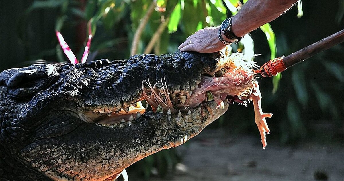Самому большому крокодилу исполнилось 20 лет!