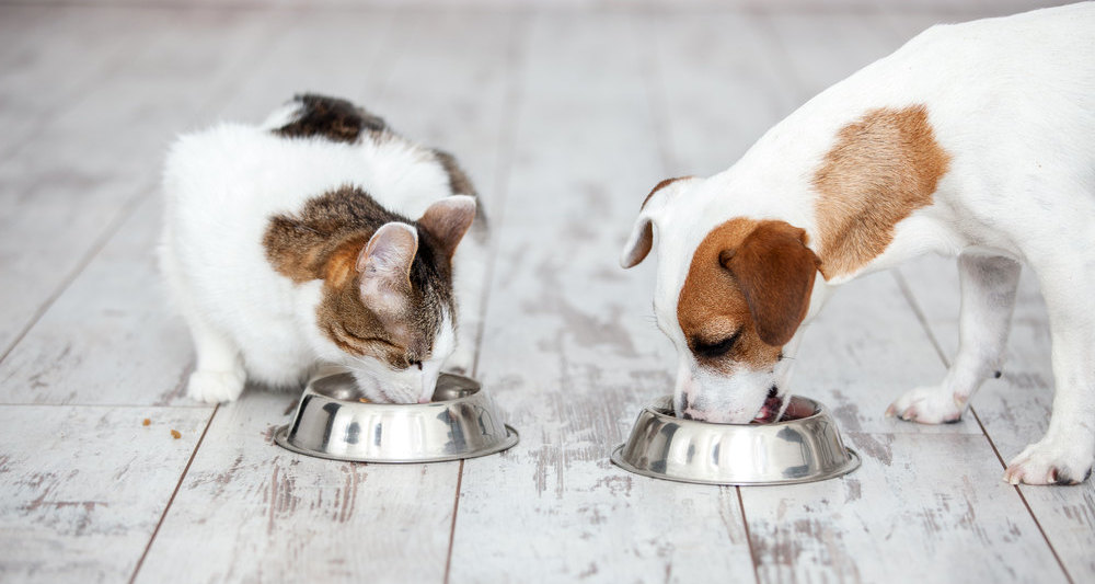 Можно ли кормить кошку собачьим кормом, а собаку  кормом для кошек