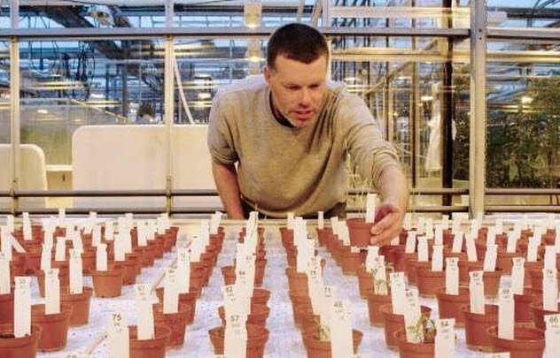 Урожай на Марсе. Один из важнейших вопросов колонизации Марса – возможность выращивания на нём пищи. Если верить учёным из Вагенингенского университета, четыре земных растения могут спокойно там прижиться – помидоры, редиска, рожь и бобы. Нидерландцы проводили исследования на почве, по составу максимально близкой к марсианской.