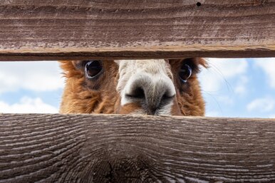 Альпака: 6 интересных фактов о самом милом родственнике верблюда