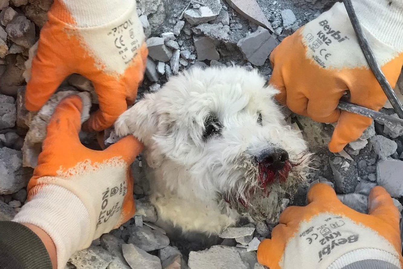 Собака пробыла под обломками здания 90 часов после землетрясения в Турции. Ее спасли!