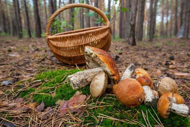 Открываем сезон: 10 съедобных грибов и как их отличить от ложных "братьев"