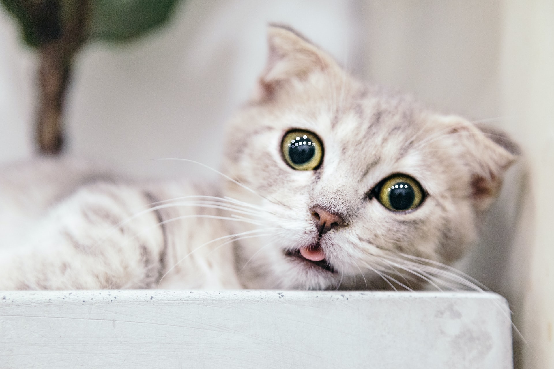Вызывают ли кошки шизофрению Пугающая теория может оказаться правдой