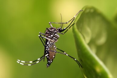 Как генетики спасают Землю от вредных насекомых. Главные новости науки сегодня
