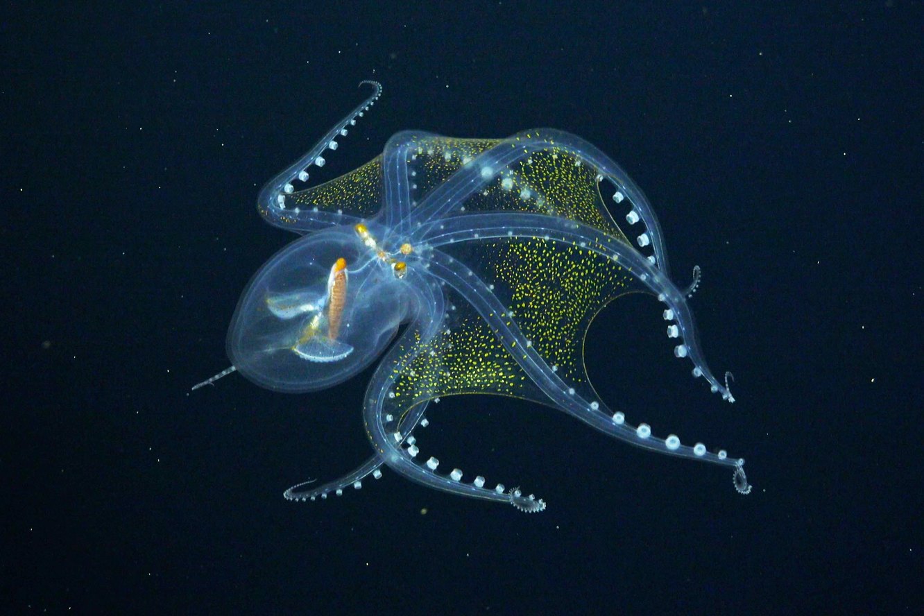 Уникальные фотографии глубоководных существ, которые ранее были неизвестны науке