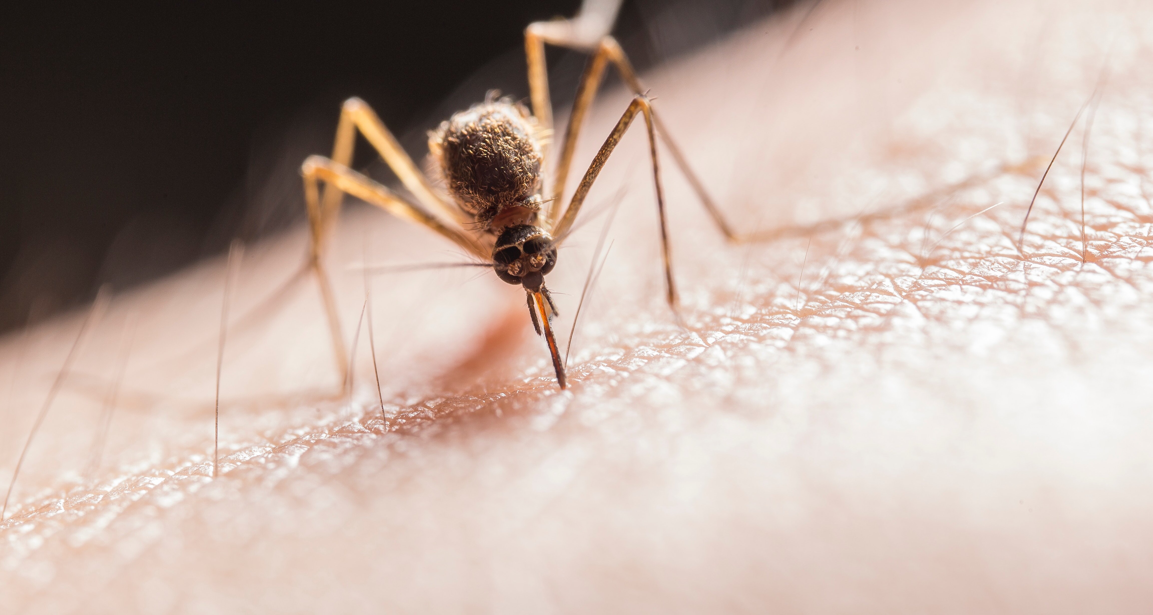 Средства от комаров могут быть опасны: предостережения медиков
