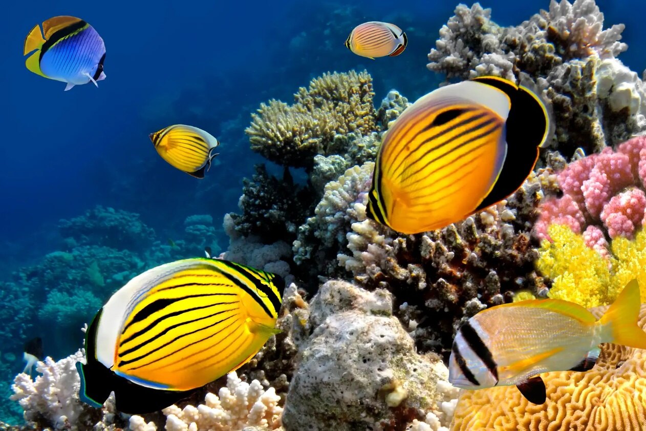 Фекалии рыб, поедающих кораллы, могут спасти от вымирания целые рифы