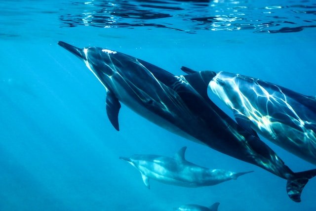 Как оказалось, дельфины умеют кричать, когда шумно