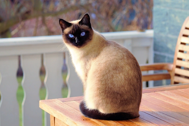 Сиамская кошка и Меконгский бобтейл: что скрывают очаровательные глаза этих созданий?