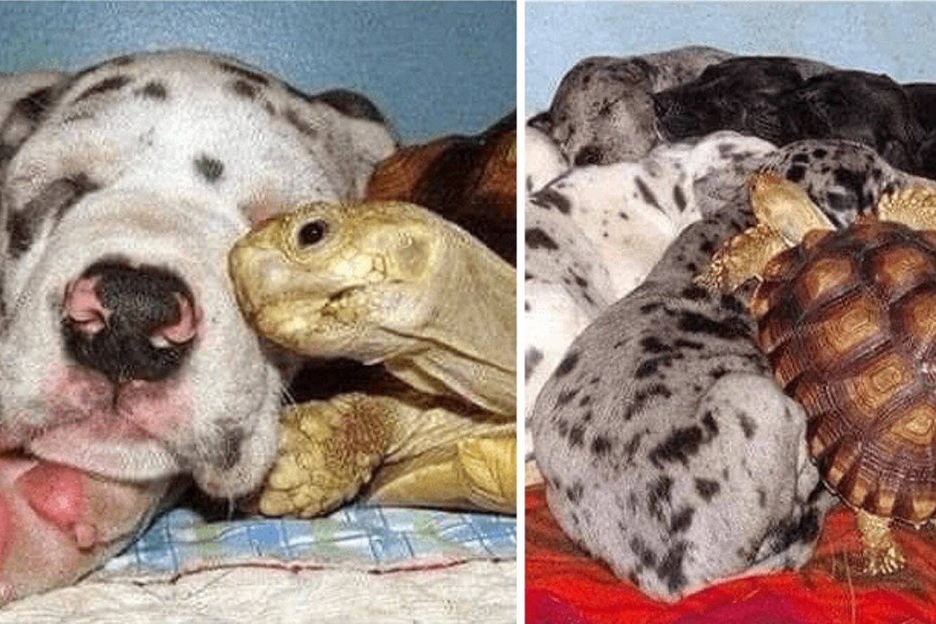Эта черепашка стала частью стаи собак! За трогательной историей наблюдал весь Интернет