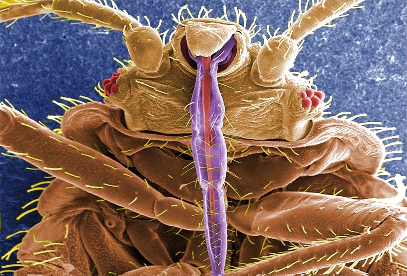 бельевые клопы фото под микроскопом