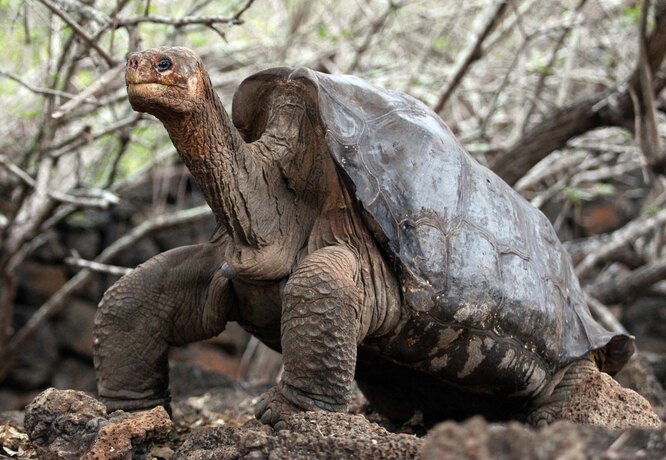 Одинокий Джордж – последний представитель абингдонских слоновых черепах – подвида галапагосских черепах. Зоологи пытались получить от него потомство десятилетиями, но безуспешно. Одинокий Джордж скончался в 2012 году, окончив тем самым существование своего подвида.