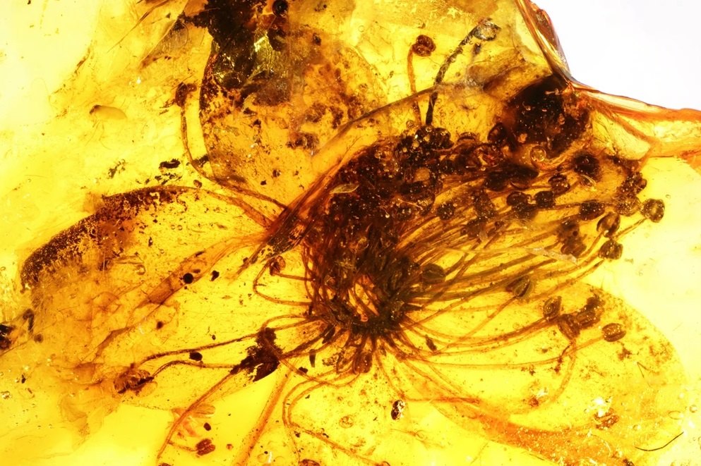 Ученые описали самый крупный цветок, застывший в янтаре 40 миллионов лет назад
