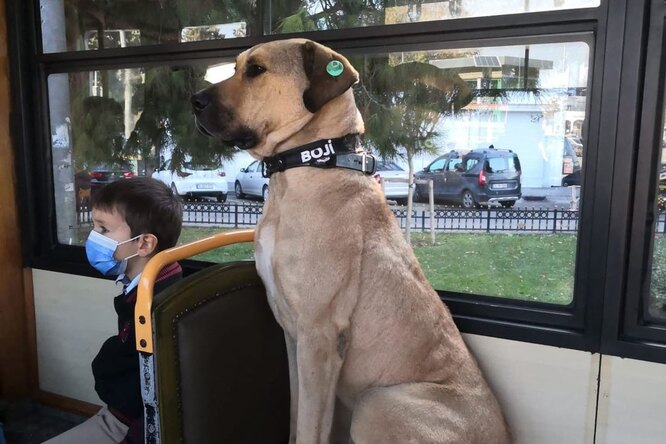 Этот пес научился пользоваться общественным транспортом. Ежедневно он ездит на метро, трамвае и даже пароме