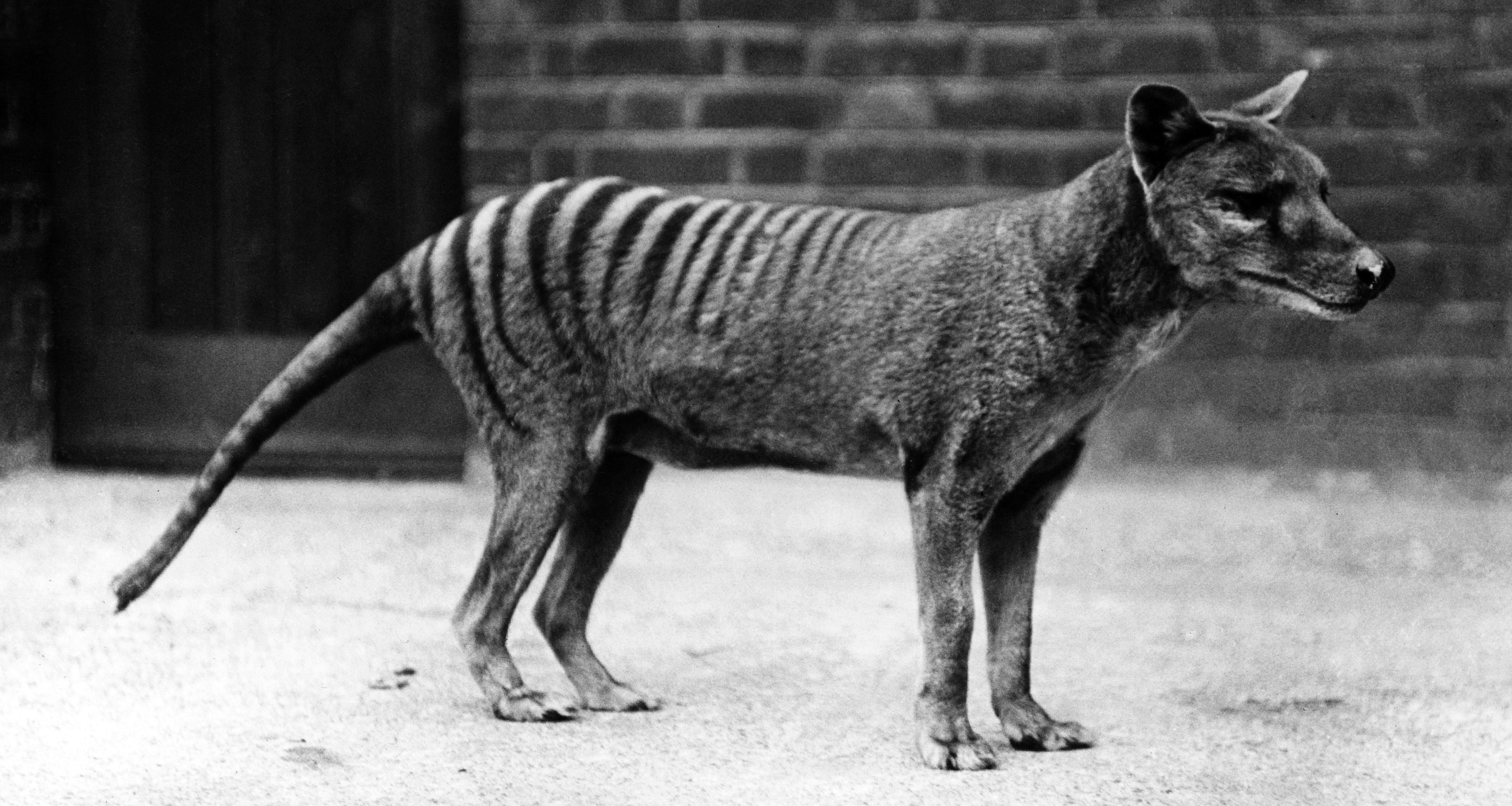 10 животных, которых человек полностью истребил за последние 150 лет