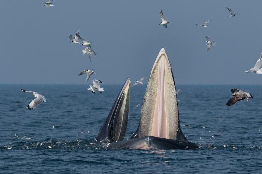 Пассажиры лайнера наткнулись на тысячу китов, пирующих в колоссальной стае планктона: уникальные кадры