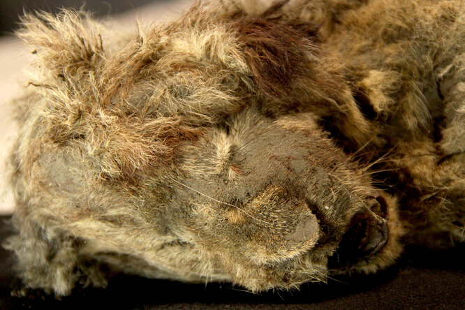 В Сибири найдены два пещерных львенка, сохранившихся в вечной мерзлоте. Одному из них более 43 000 лет