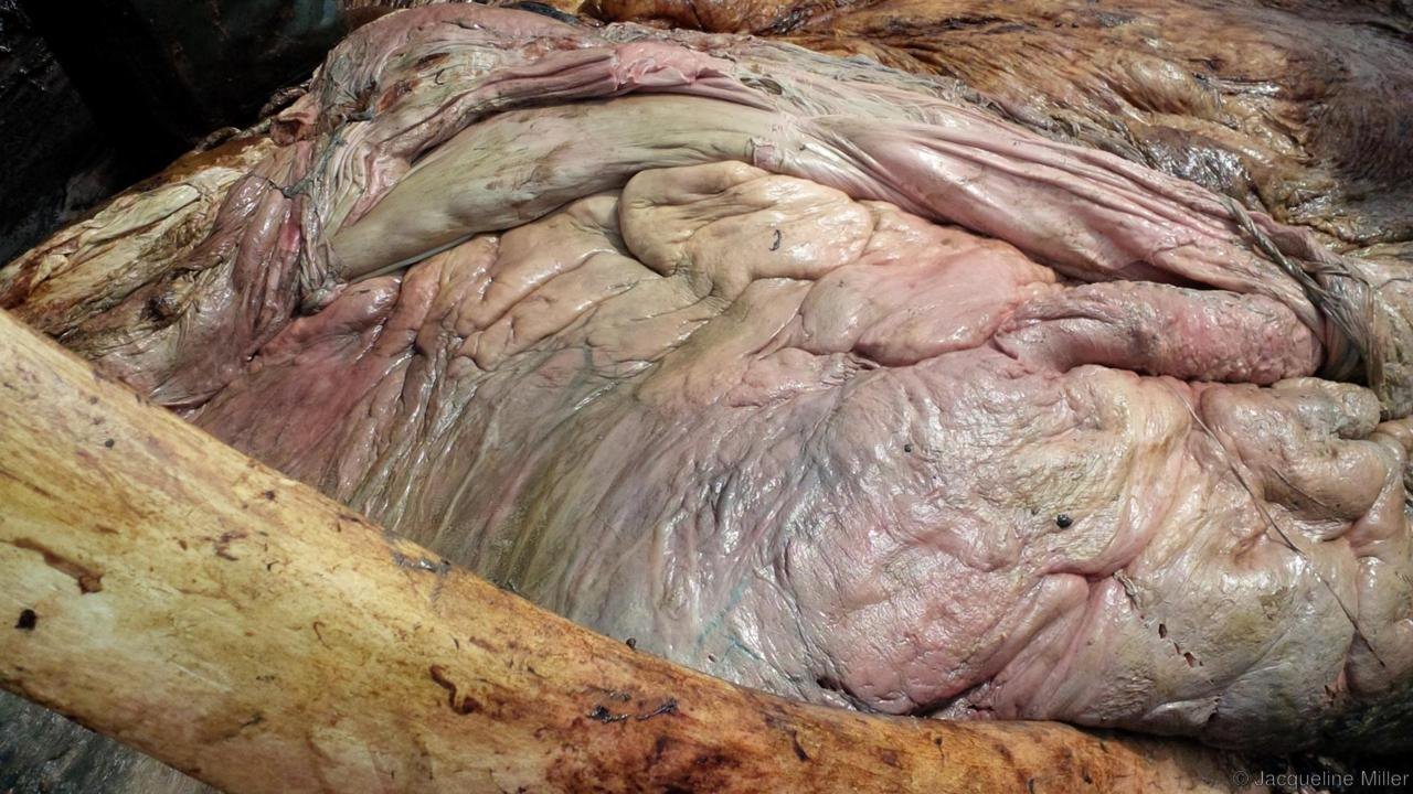 У какого животного самое большое в мире сердце