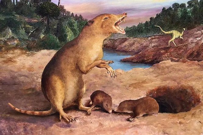 Найдено древнейшее млекопитающее: ему 225 миллионов лет. Главные новости недели